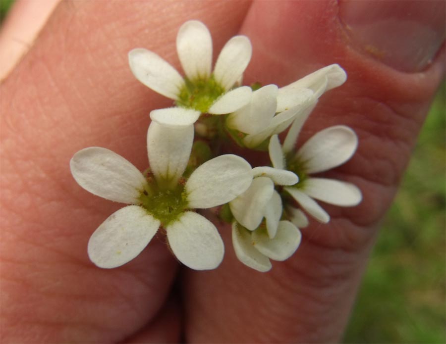 Saxifraga dal Gargano - Saxifraga bulbifera